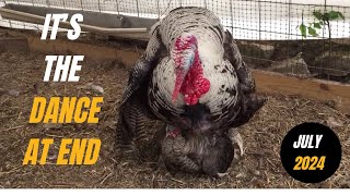 Turkey farming: Giant Turkey Mating