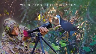 WILD BIRD PHOTOGRAPHY - White-Breasted Waterhen