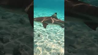 Snorkeling with sharks in Bora Bora