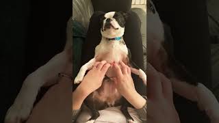 Sundae Loves Her Belly Rubs 🥰                  #bostonterrier #bellyrubs #dogmom #bostonterrierlove