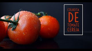 INCRÍVEL PRODUÇÃO DE  TOMATE CEREJA 🍅 PRODUÇÃO LIVRE DE AGROTÓXICOS