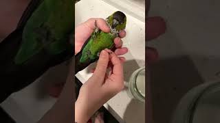 HOW TO CARE INDIAN GREEN RIGN NECK PARROT / ANIMALS LOVER