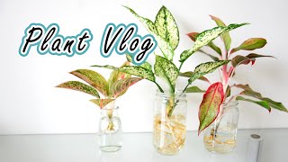 夏季風情，玻璃瓶水培粗肋草 #plantvlog 🌿Glass bottle hydroponic Chinese Evergreens