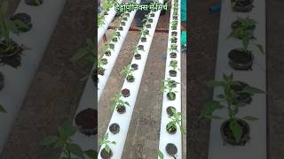 हैड्रोपोनिक्स मे मिर्च उगाये | Grow chilli in hydroponics #मिर्च #chilli #hydroponics #how #howt