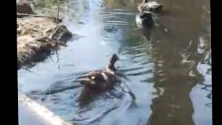 Patos bañándose en el agua