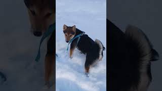 Cute puppies playing in snow! 🥶 #shorts #cutedogs #shibainu