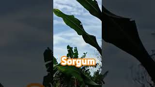 Sorgum Organk