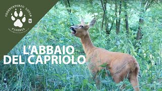 Abbaio del Capriolo