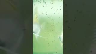 #angelfishbabies #viral #video #angelfishbreeding #tiktok #short #trending #aquarium 20/01/2023