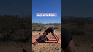 yoga with dogs is chaos #campingwithdogs #yoga #downwarddog #carcamping