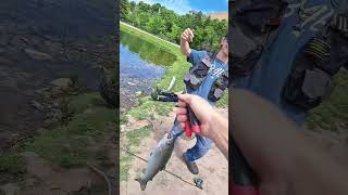 Todays Adventure, Hitting Spots in Town! #shorts #subscribe #fishing #fish #stream #rainbowtrout