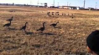 Geese Eat Pop-Tarts for Breakfast