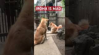 ayaw nila mamansin #viralvideo #trending #viral #video #trendingshorts #dog #shorts  #short