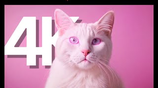 Discovering the Enigmatic Pink Cat: 4K AI Exploration! 🐱