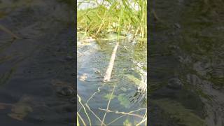 OMG! Catching big catfish by jute sticks hook trap in paddy fields water #hook_trap_fishing #fish