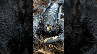 Emperor Scorpions CRUNCHES Beetle Dinner (Pandinus Imperator) #shorts