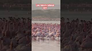 LAKE NAKURU NATIONAL PARK | FLAMINGOS HERITAGE 🦩 🦩