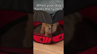 My dog hacked the system