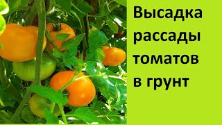 ВЫСАДКА РАССАДЫ ПОМИДОР в грунт для хорошего урожая