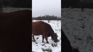 Снег для выпаса не помеха 🐮❄️🌨️ | Умные коровы | #животные #ферма #деревенскаяжизнь #cow