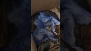 Rescue Cat Found: Blue-Painted Kitten Abandoned in Trash Needs Urgent Assistance #rescuecats