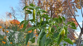 Overwintering peppers zone 6B