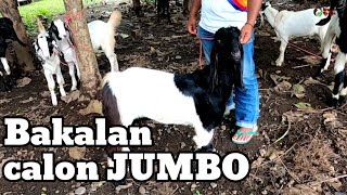 Harga Bakalan bibit Jumbo