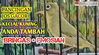 (si MERSENG) Pancingan ciak ciak Jos Gacor‼️Kecial Kuning Bringas☑️Nyaut💯 di Jamin EMOSIAN‼️