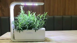 Grow Rosemary in ScienGarden Hydroponics System