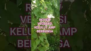 REVIEW VEGETASI KELULUT SETELAH DI BERI KOTORAN WALET#shorts #videoshort #amp #vegetasilebah