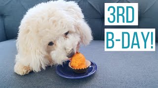 Rosco the Maltipoo Turns 3!