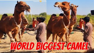 I Caught the World's Biggest Camel Spider لقد قمت بصيد أكبر عنكبوت الجمل في العالم