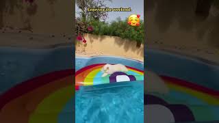 Adorable Cat's Poolside Bliss: Relaxing on an Inflatable Raft