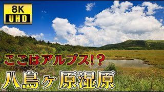 【異世界探訪8K】長野県「八島ヶ原湿原」の散策｜Walk around Yashimagahara Marsh