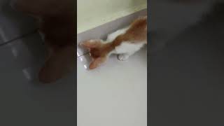 Hunting An Ant #kitten #kitty #happy #cute #lovely #playful #learning #adorable #pets #shorts