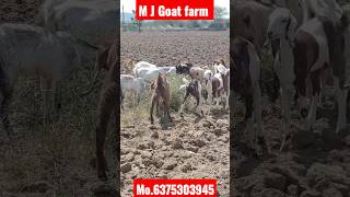 Cutting goats mix breed @Mjfarmingvlogs #cutting #mixbreed #goats #vairal_video