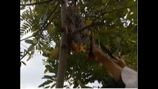 AmaZing.Getting pure honey so easily without being attacked by honey bees?