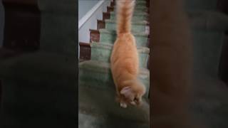 Nakharali mindadi best video by cat lovers mini video #beach #love #cutepic #cutephoto #cutepicture