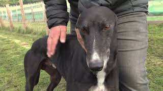 Phil Barlow Kennel Visit | Ballydoyle Razor | October 2022 | RPGTV Kennel Visits