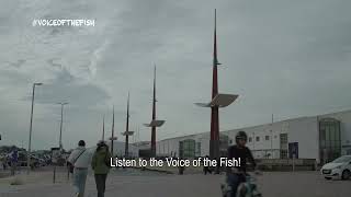 The Voice of the Fish speaks out on dolphin bycatch in the Bay of Biscay