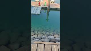 fish in the sea #fishinsea #fishingvideo #clearwater in sea