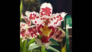 British Orchid Council