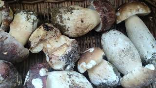 boletus pinicolas valle nuevo cado nuevo 🍄🍄🍄llegue justo a tiempo 🙂🙂🙂🍄🍄🍄