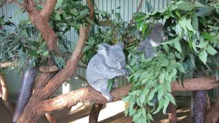 Cute Koala using hands to eat