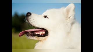 Samoyed