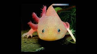 Cool Axolotl