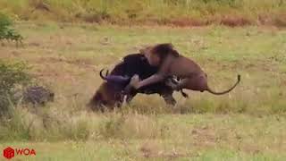 Mother Buffalo Persistence Save Baby From Hungry Lions But Fail  Watch Full video