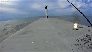 Ryby na Betonie nad Jeziorem Erie (Fish on Concrete on Lake Erie)