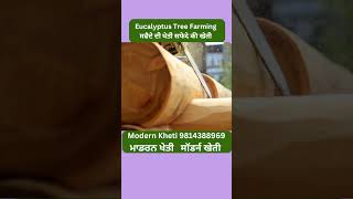 Eucalyptus Tree Farming | ਸਫੈਦੇ ਦੀ ਖੇਤੀ | सफेदे की खेती | Modern Kheti