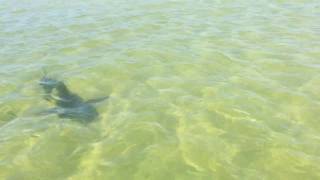 Shark off Fort Myers Beach